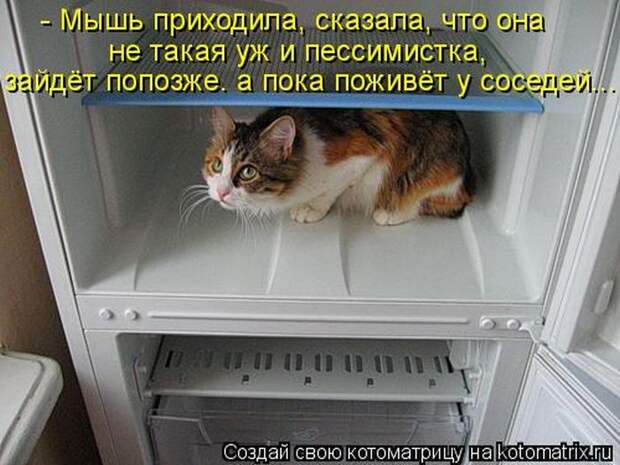 Лучшие котоматрицы недели Лучшие котоматрицы недели