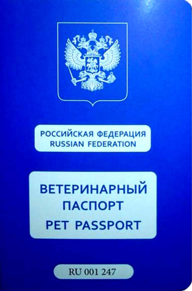 За кошку - 5000 рублей, за собачку - до 15000 ... Госдума обсуждает новый налог