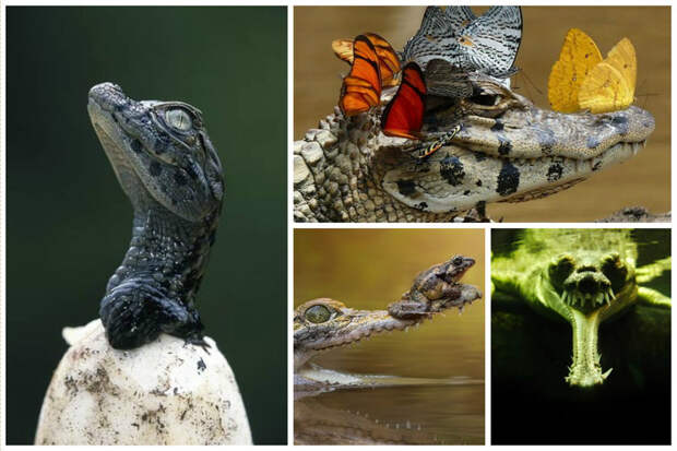 Крокодил солнце в небе проглотил аллигатор, интересное, крокодил, природа, факты, фауна