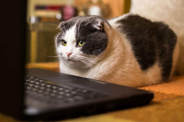 Ветврач Фроленко: кошки выплескивают энергию с помощью ночных "тыгыдыков"