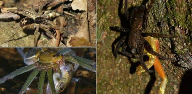 Отвратительные фото гигантских пауков, поедающих лягушек, ящериц и мышей естественный отбор, животные, лягушки, мыши, охота, паук, природа