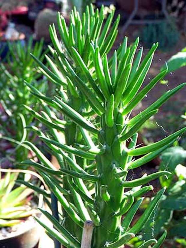 Image of Austrocylindropuntia subulata
