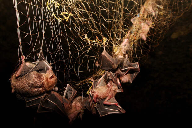 Bats Consumed For Good 9 Поедая мясо летучих мышей