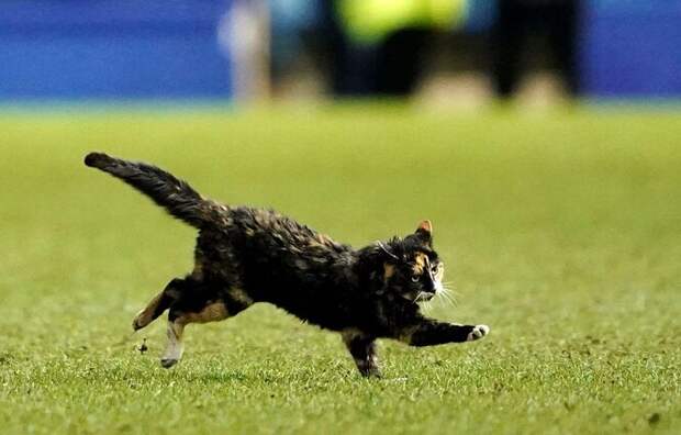 кошка выбежала на футбольное поле