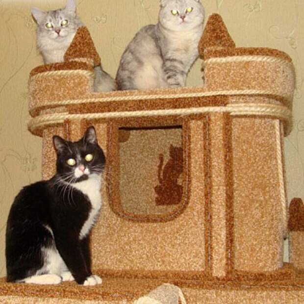 Домики и лежанки для кошек
