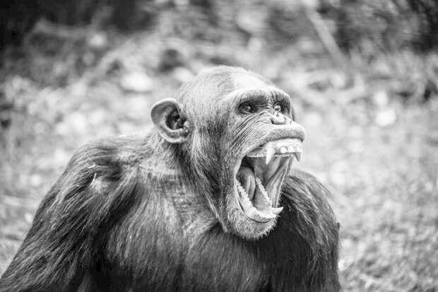 Предупреждая сородичей об опасности, шимпанзе учитывают степень информированности слушателей интересно, мир, природа, удивительное, факты