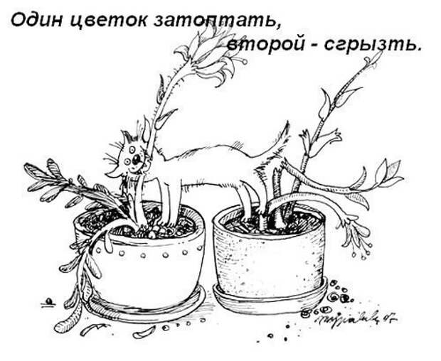 Кошачий пост жизнь кота, кот