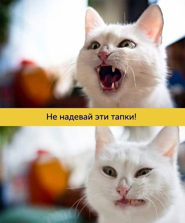 Мимика, которой можно только позавидовать 4