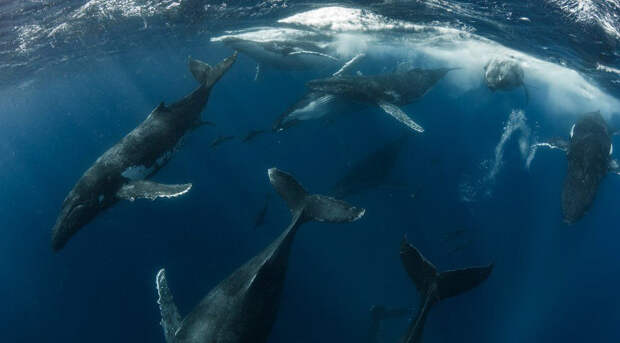Горбатые киты проплывают мимо дельфинов