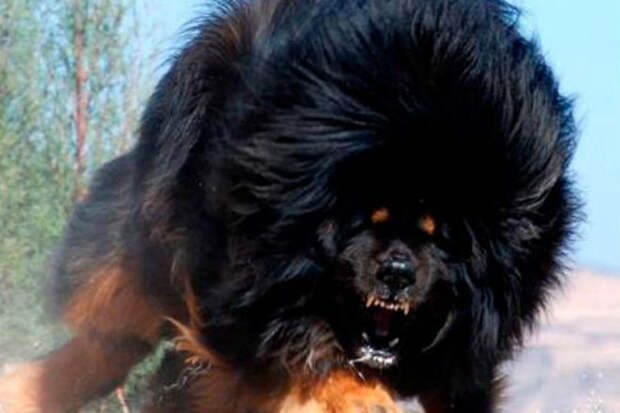 Тибетский мастиф: собака, которая может противостоять стае волков