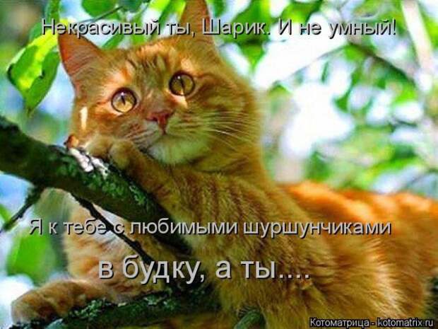 Лучшие котоматрицы недели (50 фото)