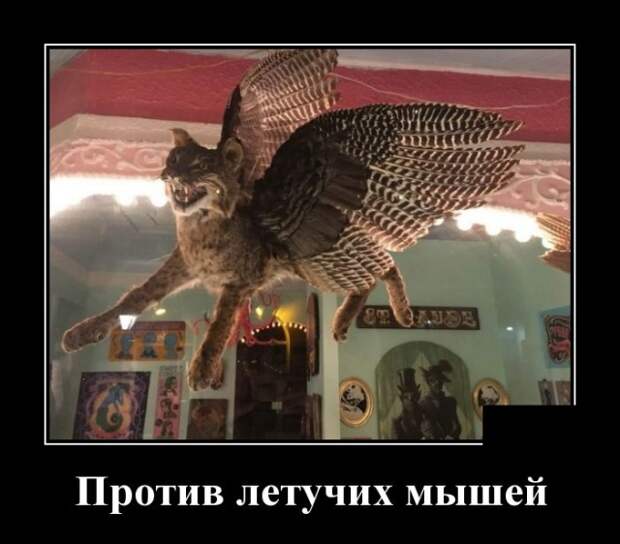 Демотиваторы (30 фото)