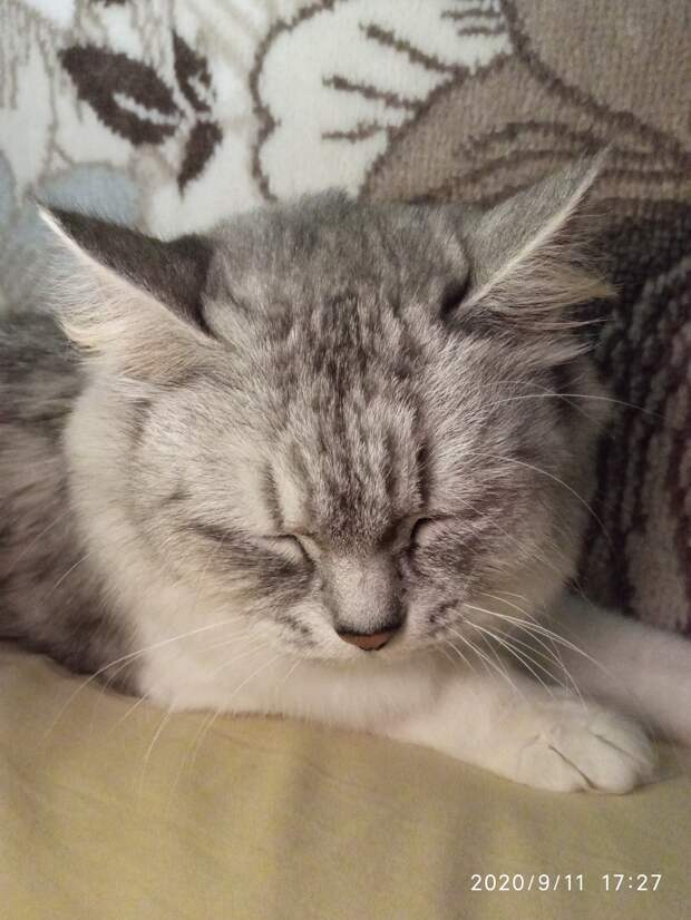 кошка на диване