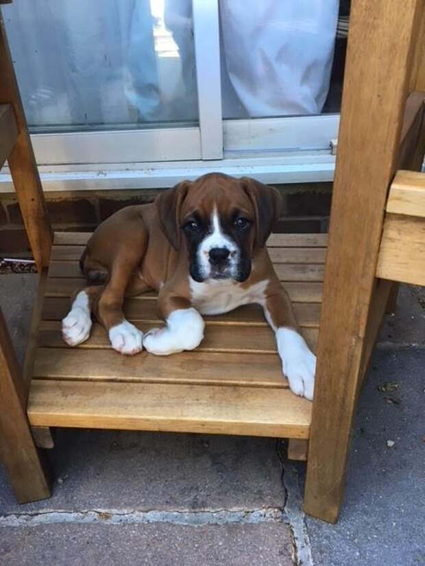 песик Холли