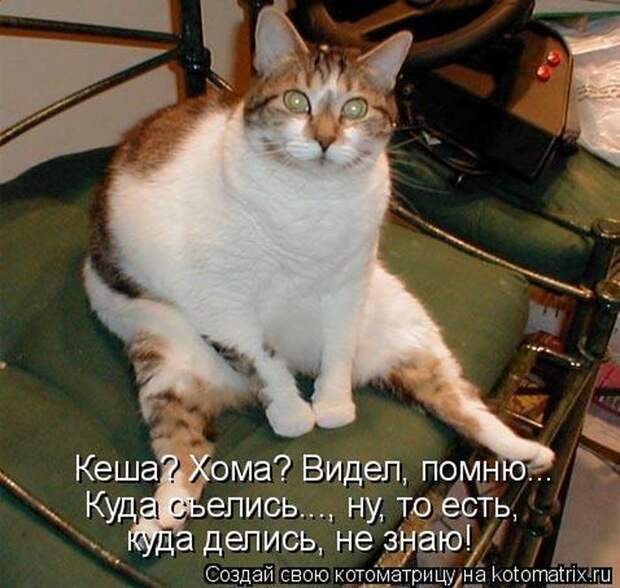 Котоматрицы :)