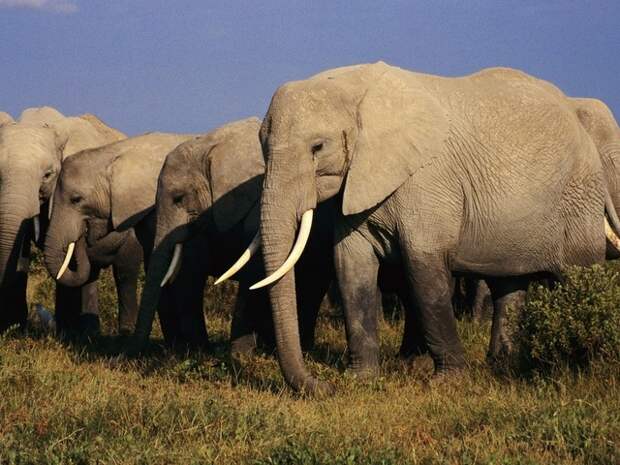 Слоны, виды слонов индийский африканский слон среда обитания толстая кожа хобот рот слона зубы социальная структура стадо продол