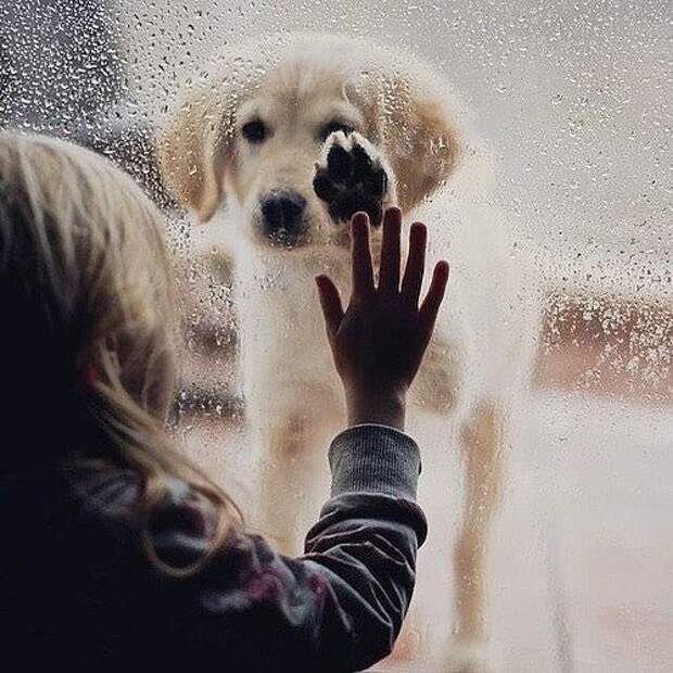 собака за окном