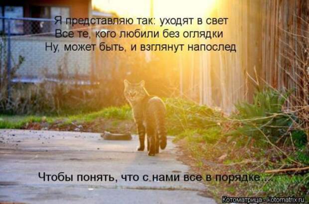 Котоматрицы (картинки с надписями)