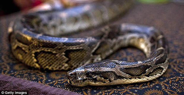 Змеиный массаж snakemassage07 Змеиный массаж