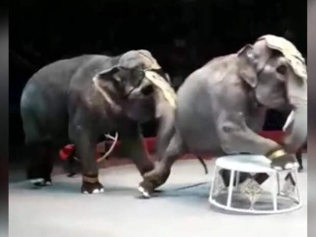 Никулинский цирк слоны. Качалки слон циркач. Тигр нападает на слона.