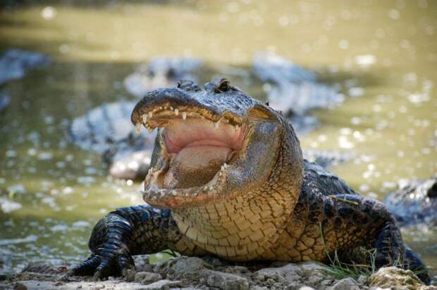 12 животных, чьи укусы могут иметь серьезные последствия для нашего здоровья