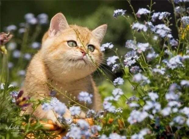 35 обалденных котов, которые умеют правильно отдыхать