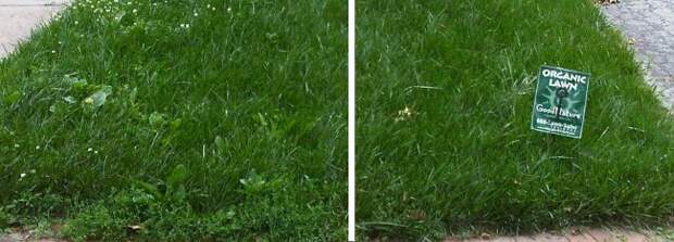 Слева газон из готовой смеси семян, выращенный без удобрений, справа - со специальными органическими и минеральными удобрениями для натуральных газонов