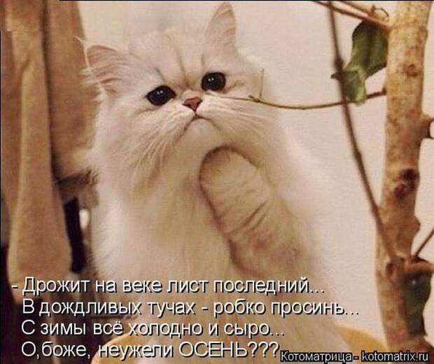 Лучшие котоматрицы недели (50 фото)