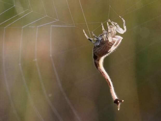 Чем опасен паук-скорпион