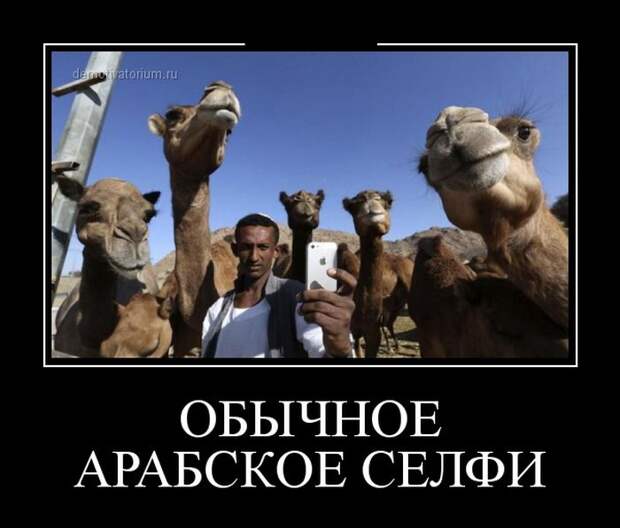Демотиваторы бревно, демотиваторы, юмор