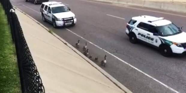 В Америке полицейские перекрыли две полосы ради семейства гусей