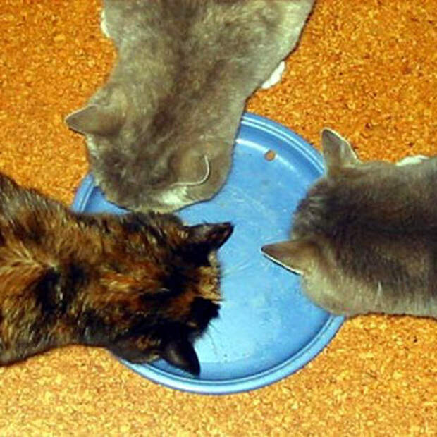 Последствия кормления кошек рыбой. Кормление кошки на участке старшая группа. Пирамида кормления кошек фото. Болезни кормящих кошек