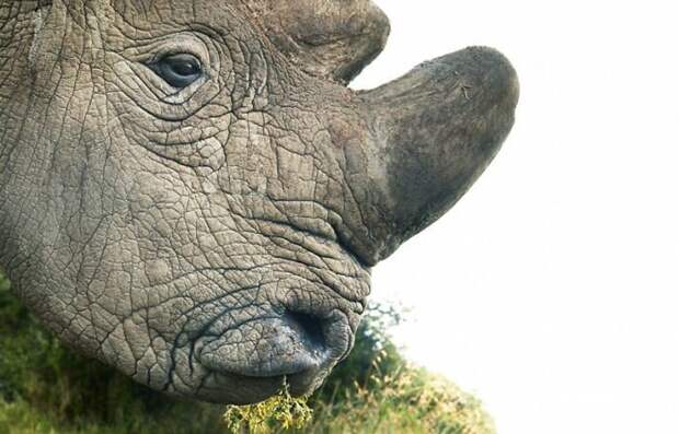 19. Северный белый носорог вымирающие животные, животные, животные фото, исчезающие виды, исчезающие животные, редкие виды, редкие животные, угроза исчезновения