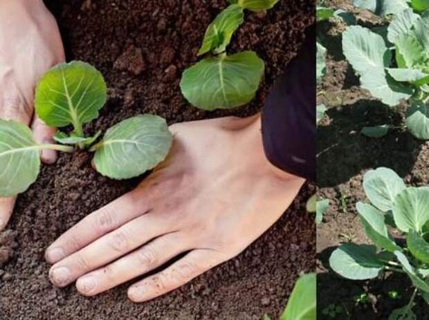 В какой грунт высаживают капусту. Высадка рассады капусты в открытый грунт. Посадка капусты в открытый грунт рассадой. Как правильно садить капусту. Как сажать капусту.