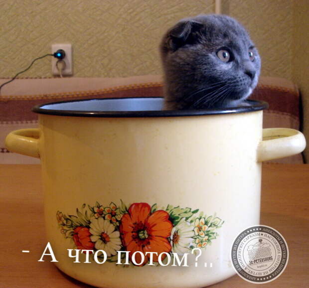 Суп с котом