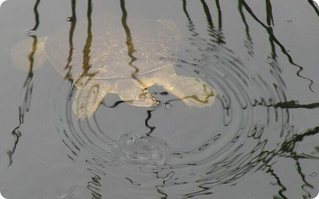 Колючий трионикс (лат. Apalone spinifera)
