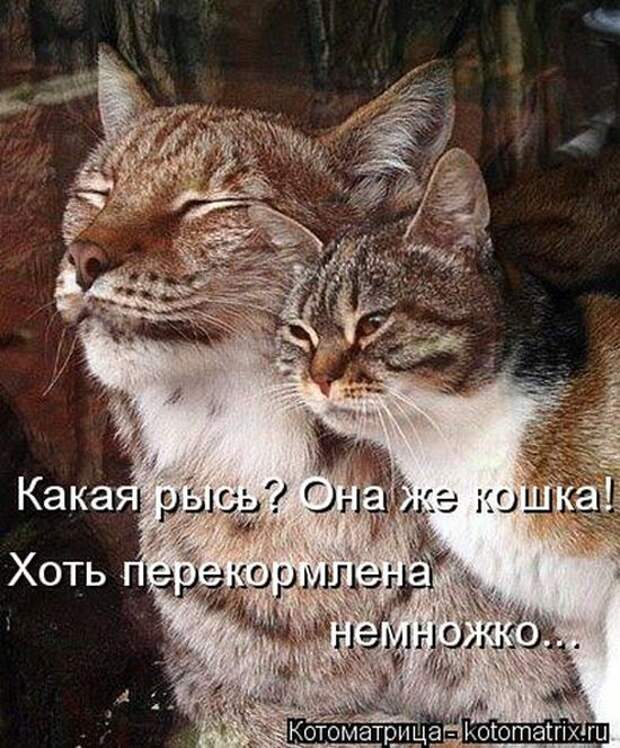 Лучшие котоматрицы недели (50 фото) Лучшие котоматрицы недели (50 фото)
