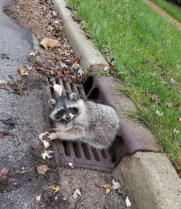 В Чикаго упитанному еноту понадобилась помощь, чтобы выбраться из решетки канализации Фото: Facebook