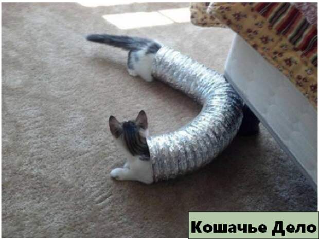12 уморительных котиков, которых сфотографировали в нужный момент