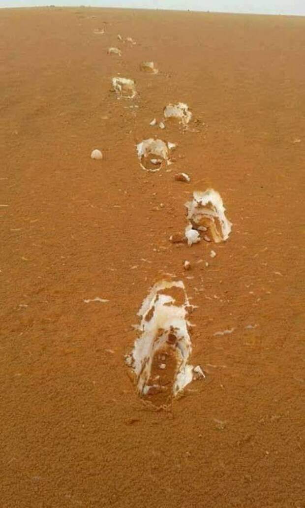 Пустыня в Алжире: песок укрыл снег и сделал пейзаж похожим на тирамису интересно, не еда, несъедобное, поразительно, странные сближенья, съедобное, удивительно, удивительное рядом