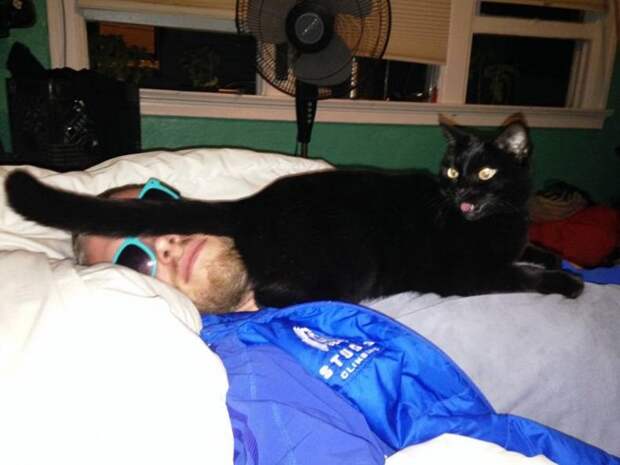 Пушистые засранцы