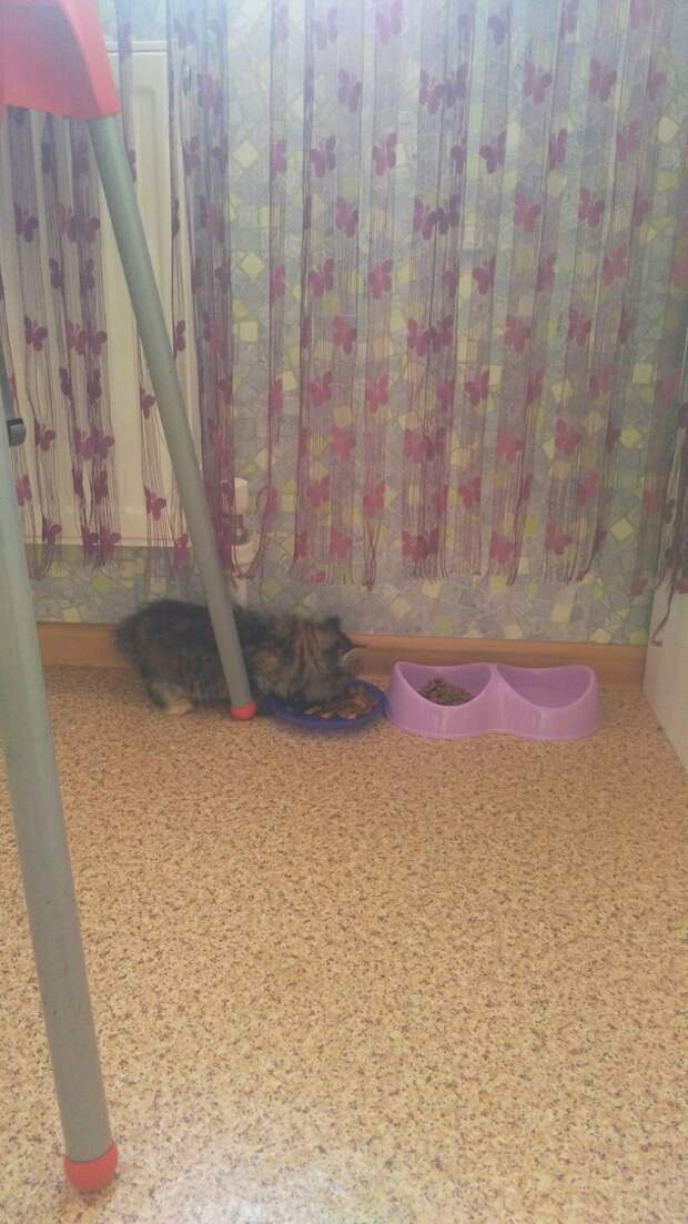 Трое брошенных котят жалобно мяукали и жались друг к другу Трое брошенных котят жалобно мяукали и жались друг к другу волонтер, история, кот, котенок, кошка, приют