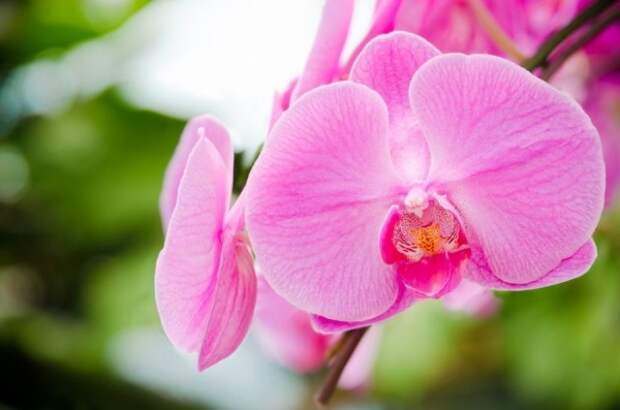 Розовая орхидея фаленопсис освещение
