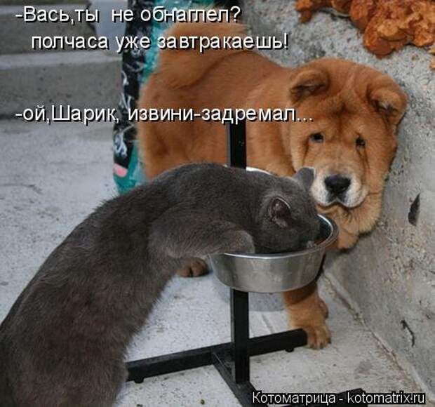 Новая котоматрица (37 шт)