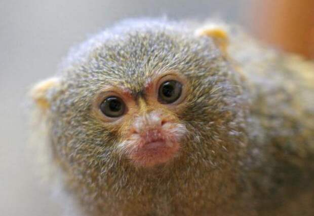 Игрунка — маленькая обезьянка с большими глазами. Краткое описание вида