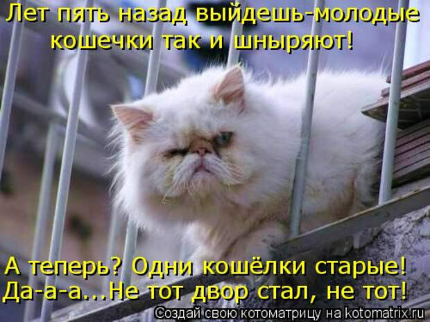 kotomatritsa_q3 (500x375, 181Kb)