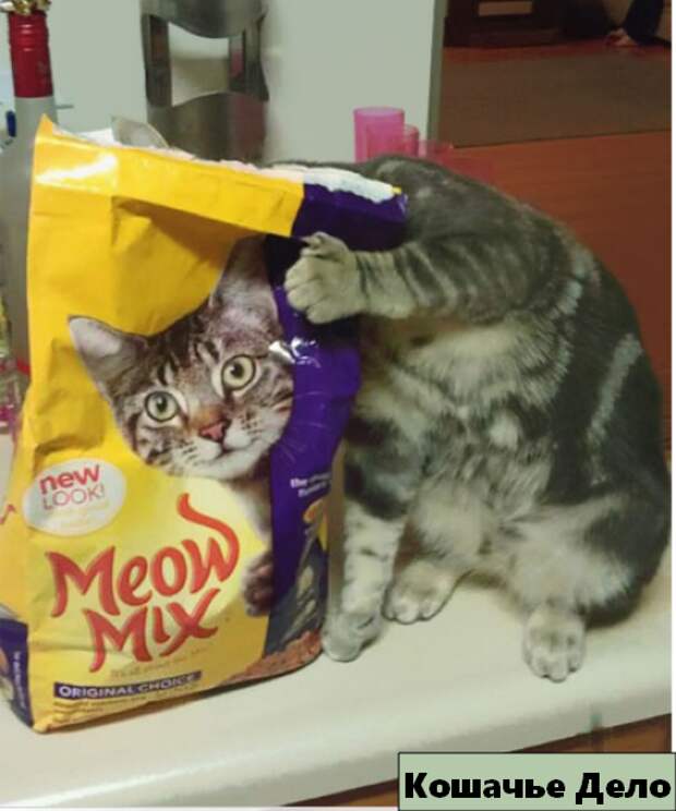 12 уморительных котиков, которых сфотографировали в нужный момент