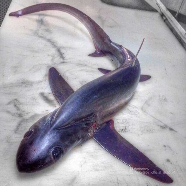 Рыбки. Много