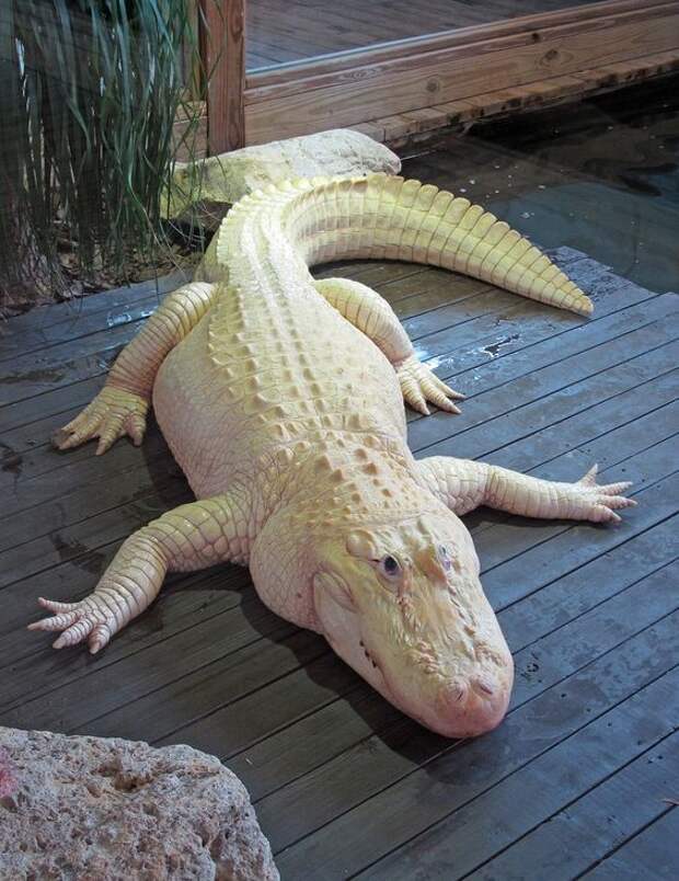 Благодаря своим рецепторам, которые расположены по всей длине тела, крокодил улавливает даже самый малейший всплеск воды. аллигатор, интересное, крокодил, природа, факты, фауна