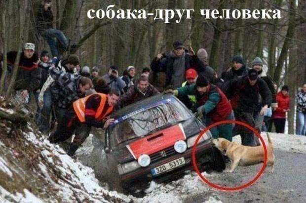 Весёлые картинки